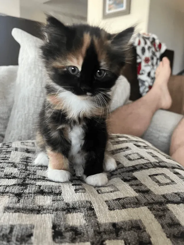 «Бруту есть что сказать!»