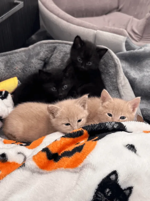 «Я разбудил гремлинов». u/stephcribz