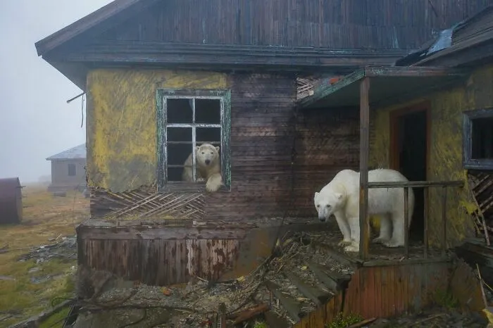 Белые медведи на заброшенной советской метеостанции