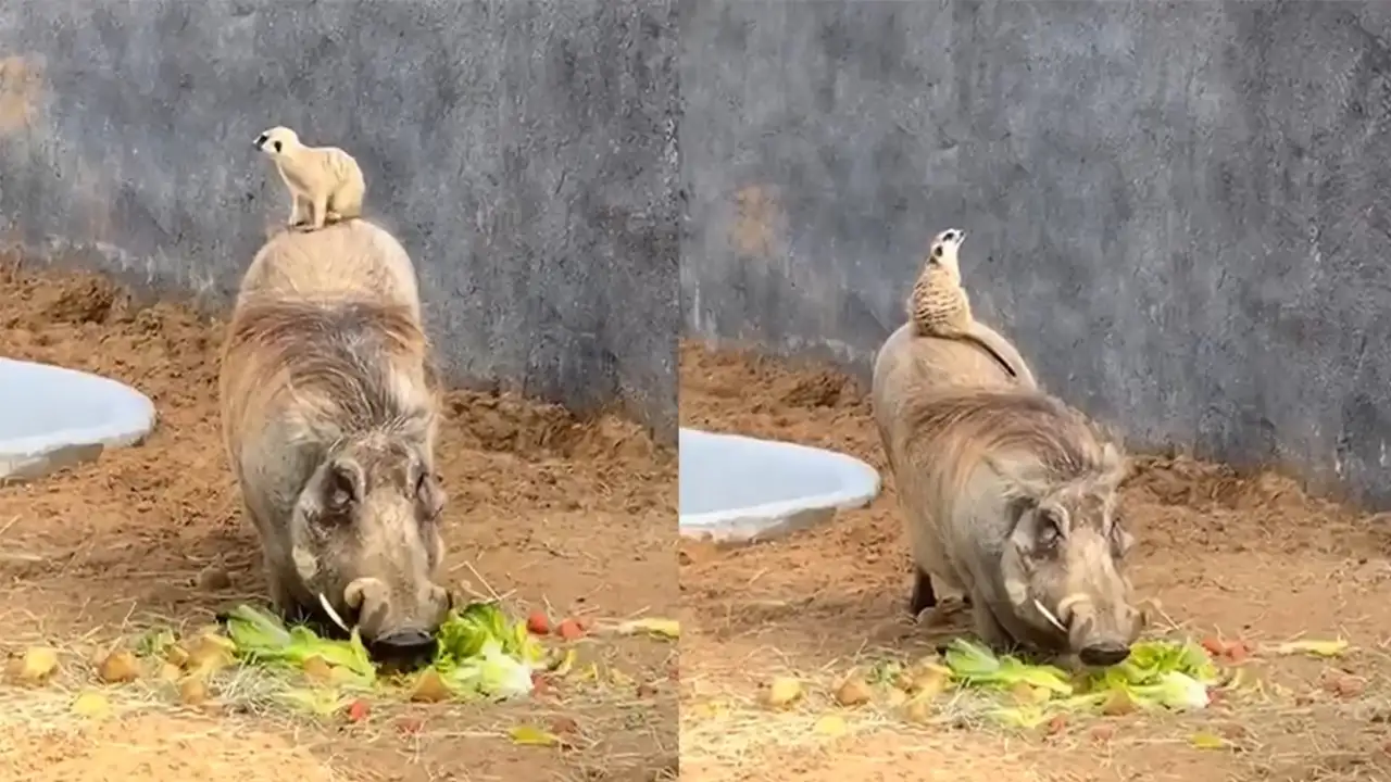 Тимон и Пумба.