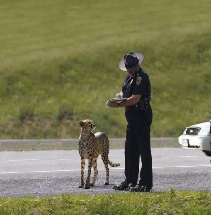 «Офицер, я что превысил скорость?»