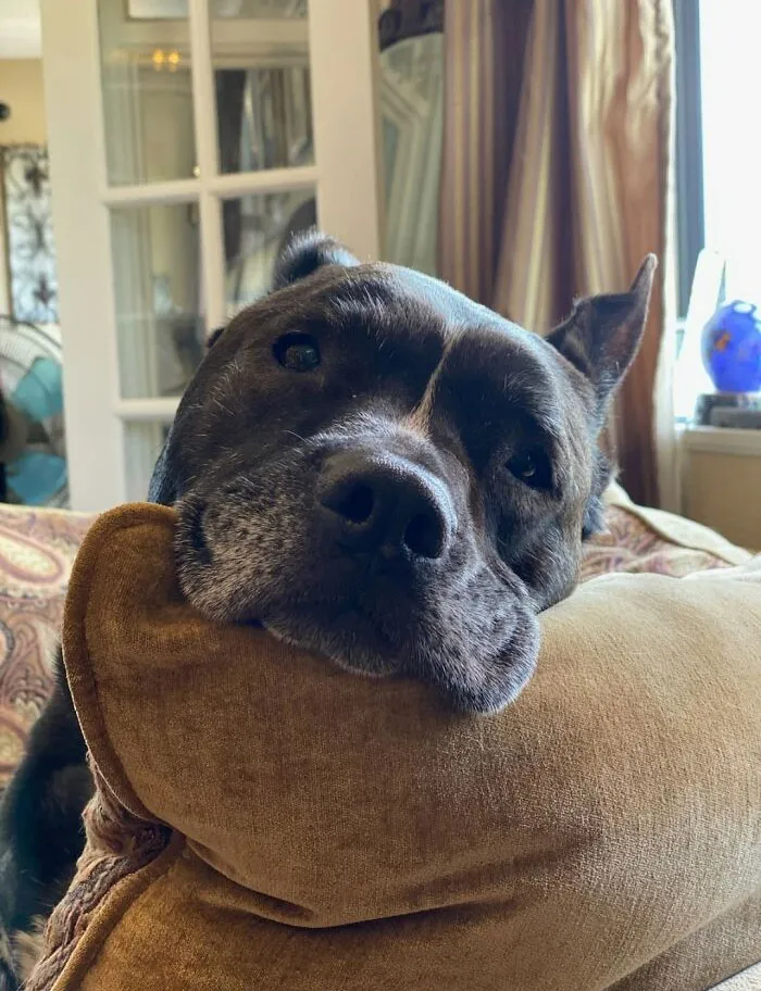 «Это Колби. И он будет так смотреть на вас с обожанием, пока вы его не погладите».