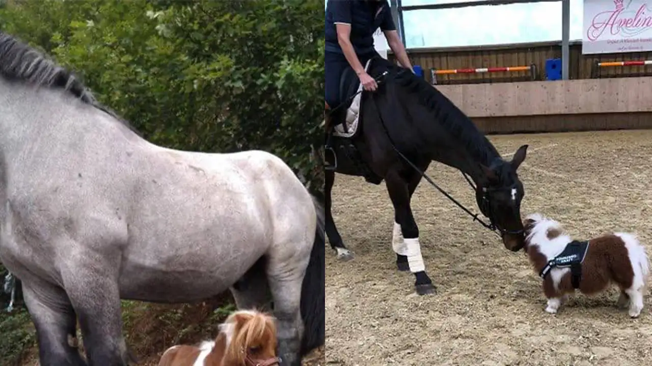 Самая маленькая лошадь в мире.