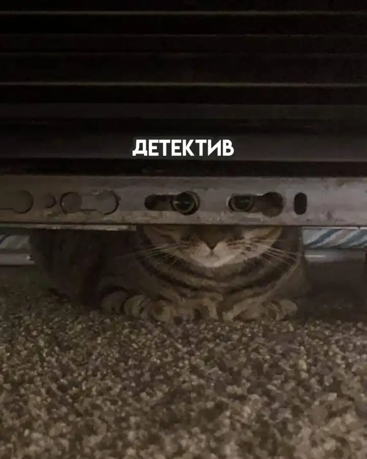 Детектив. Детектив.
