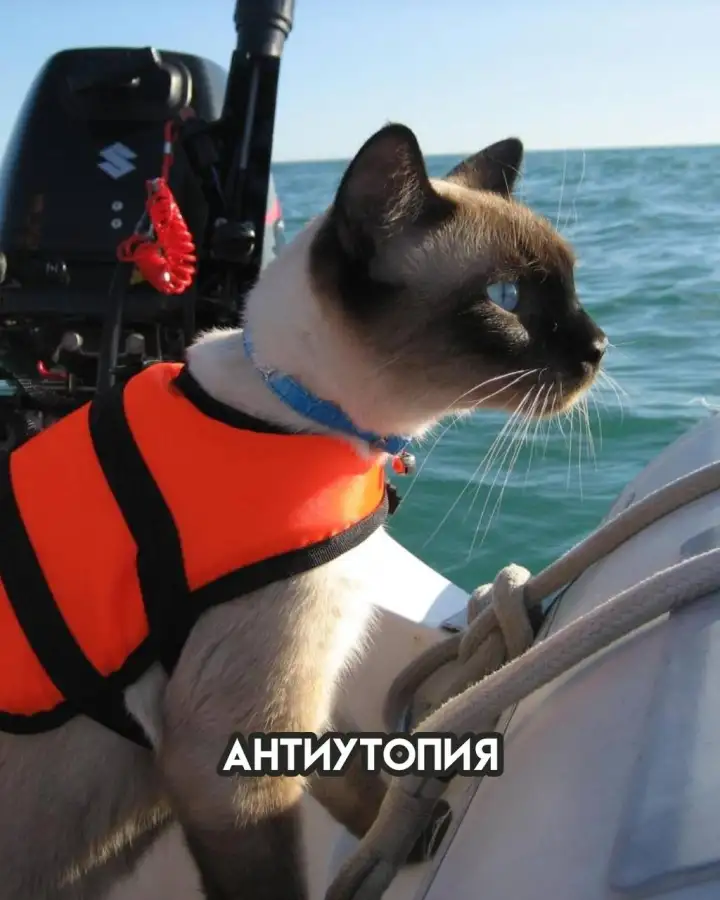 Антиутопия. Антиутопия.