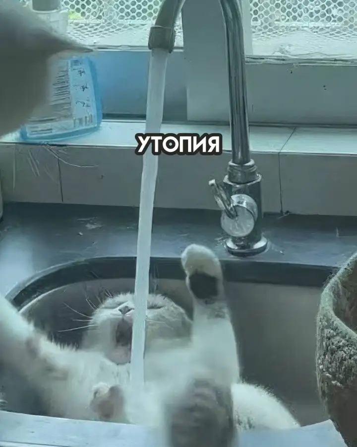 Утопия. Утопия.