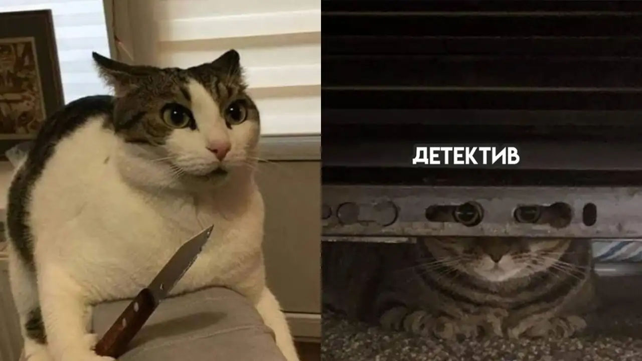 Котики как жанры кино.