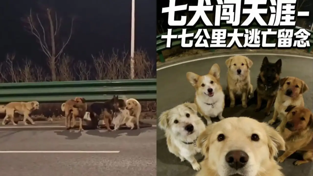 В Китае семь украденных собак сбежали из плена и вместе вернулись домой.