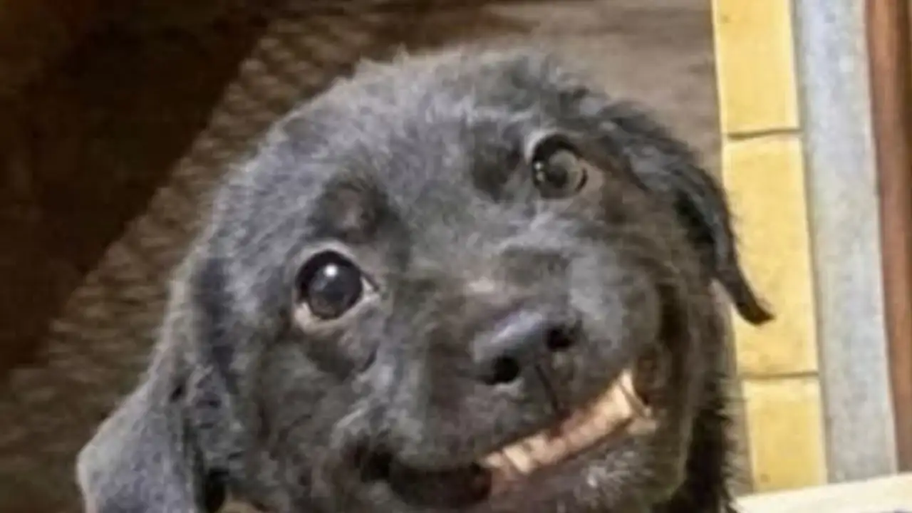 Собака улыбается.