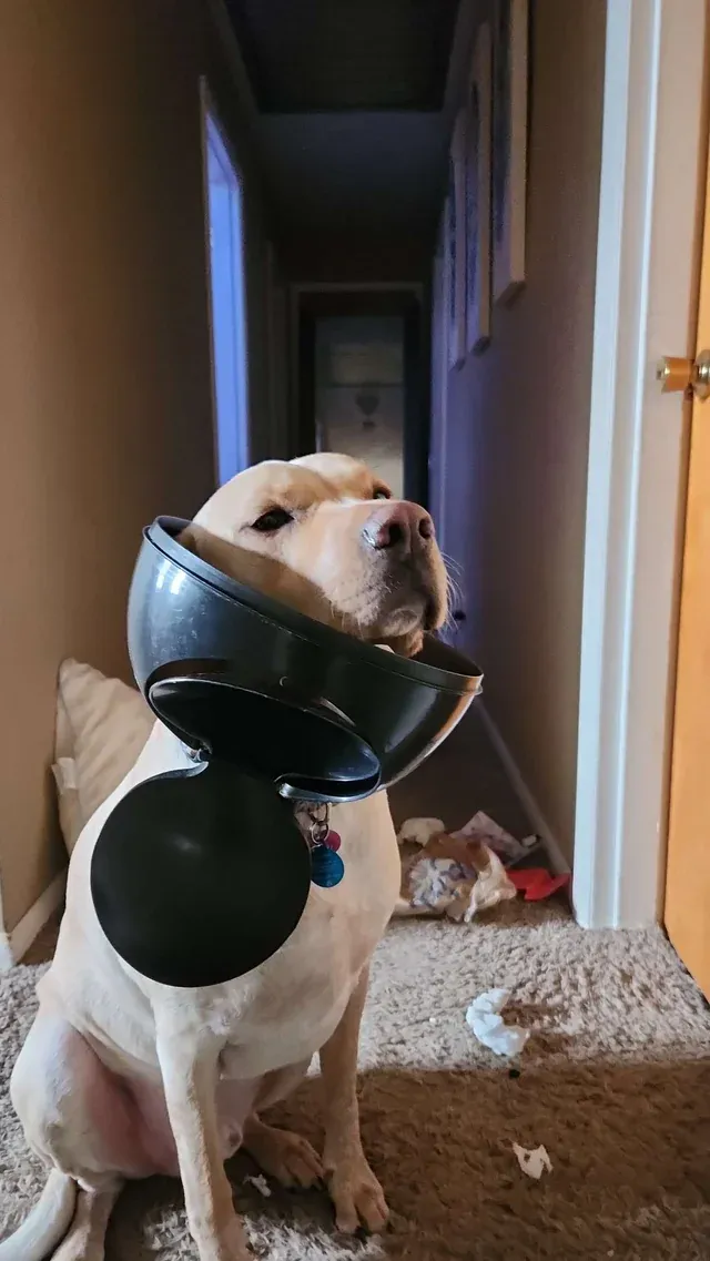 «Эти атакующие мусорные баки становятся все более коварными». 