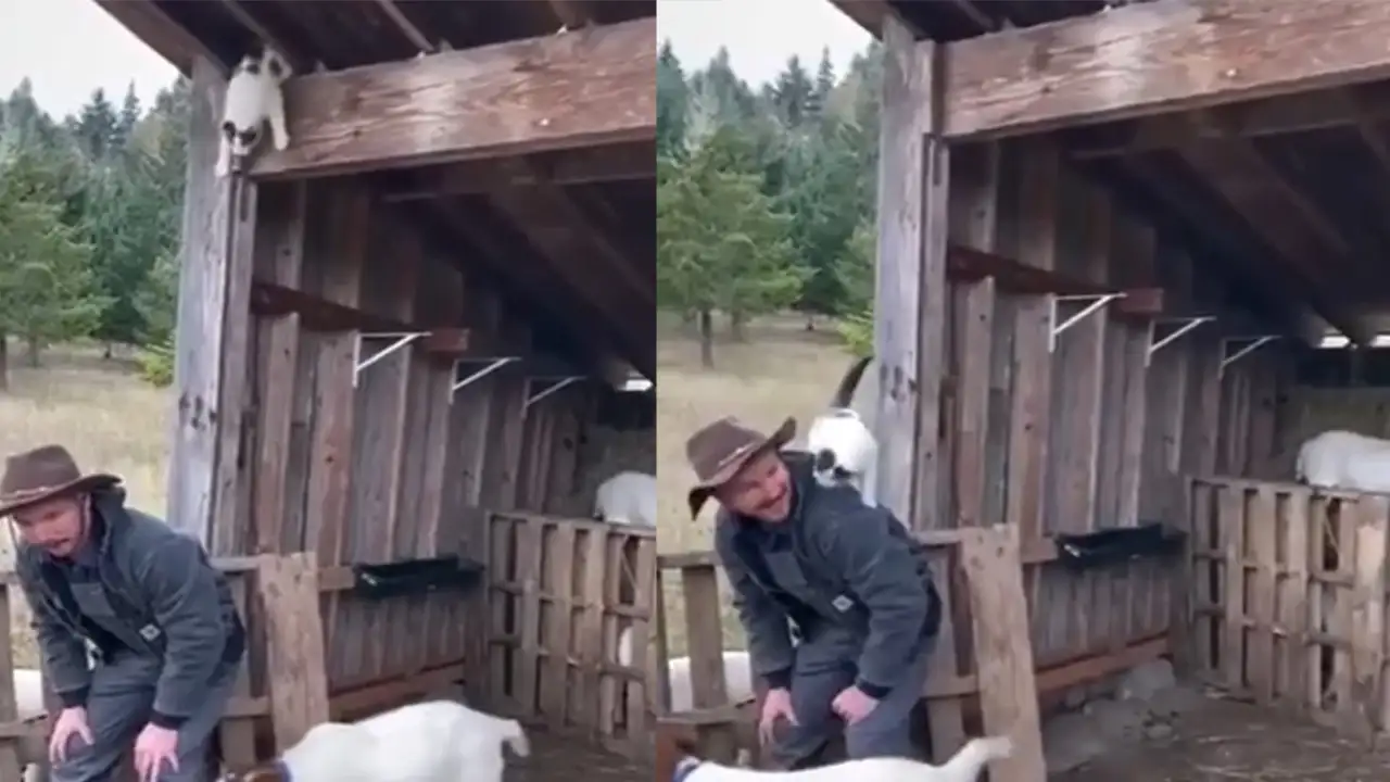 Лайфхак для спасения котика.