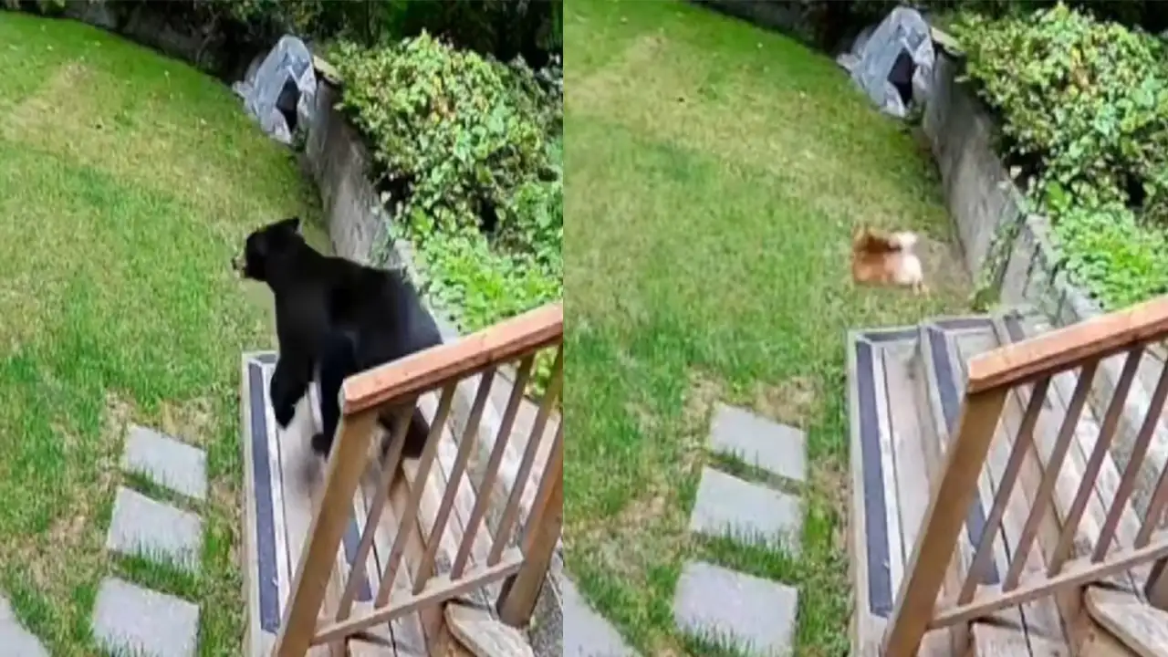 Шпиц гонится за медведем.