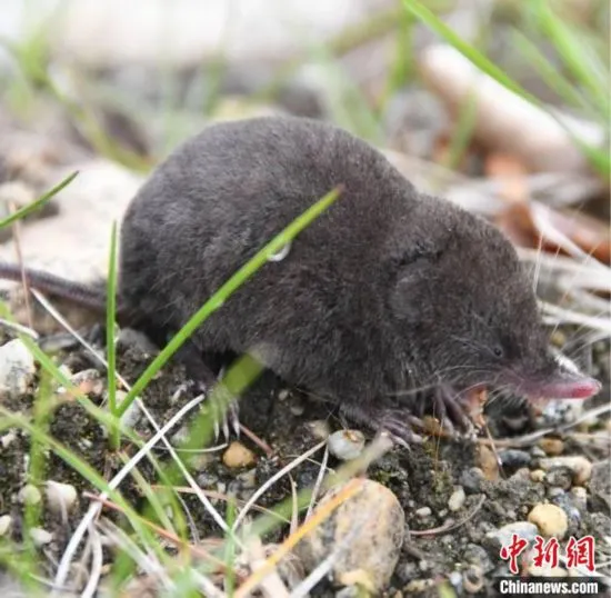 Когтистая бурозубка, найденная в Гималаях.