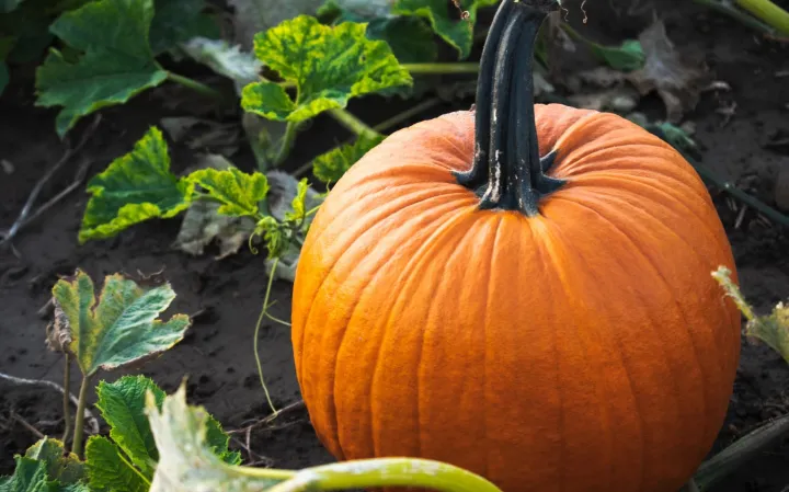 Тыква. Тыква.