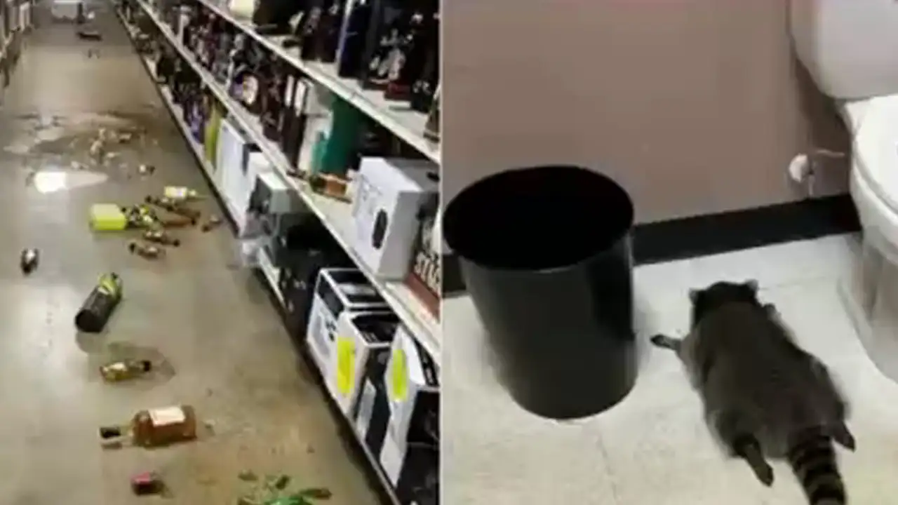 В алкомаркете Вирджинии напился, устроил погром и уснул в туалете енот.