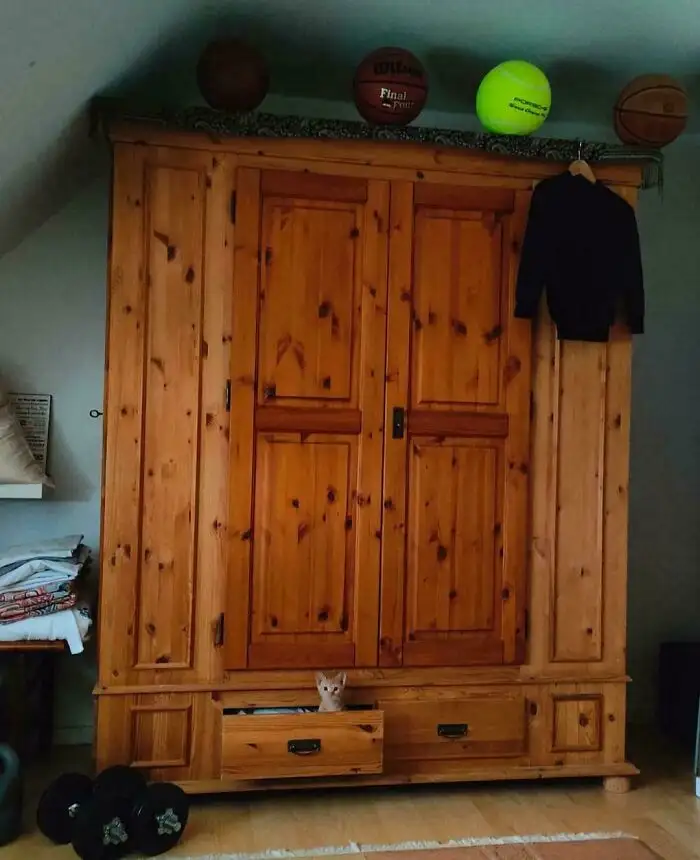 Найдите кота.