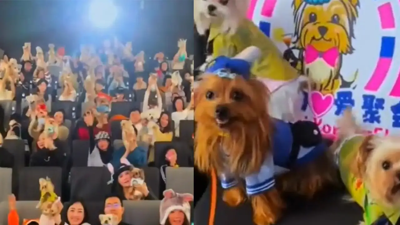 Киносеанс с питомцами.