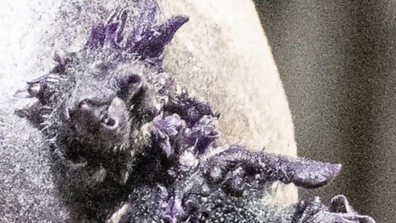 Этот необычный объект напоминает яйцо с фиолетовыми щупальцами.