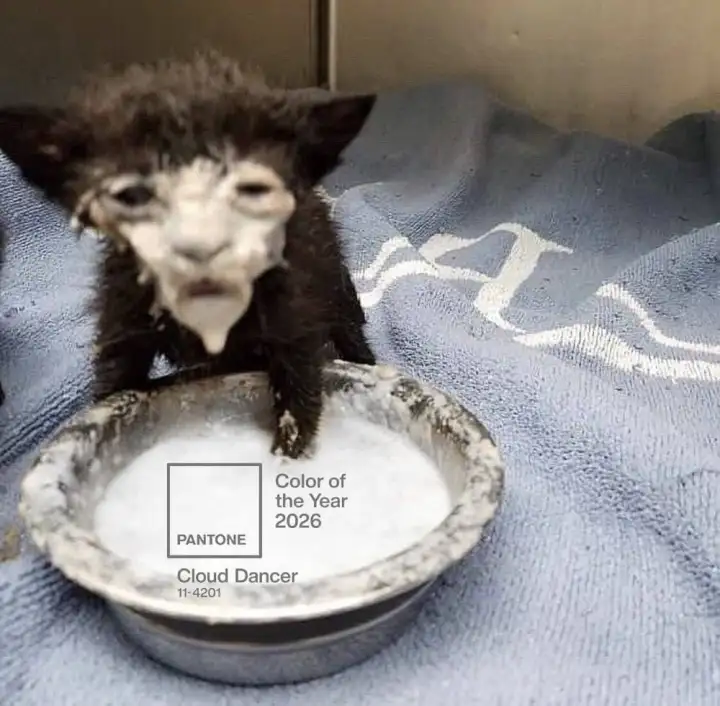 Или молочком котенка? Или молочком котенка?