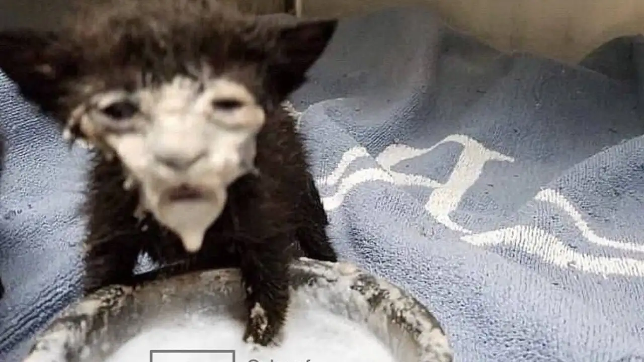 Молоко цвета Pantone на 2026 год.