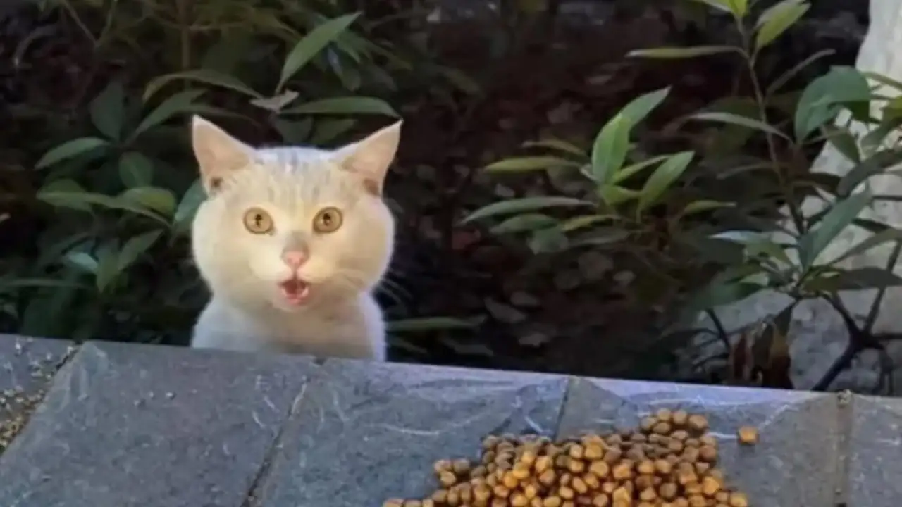 Удивлённый котик.