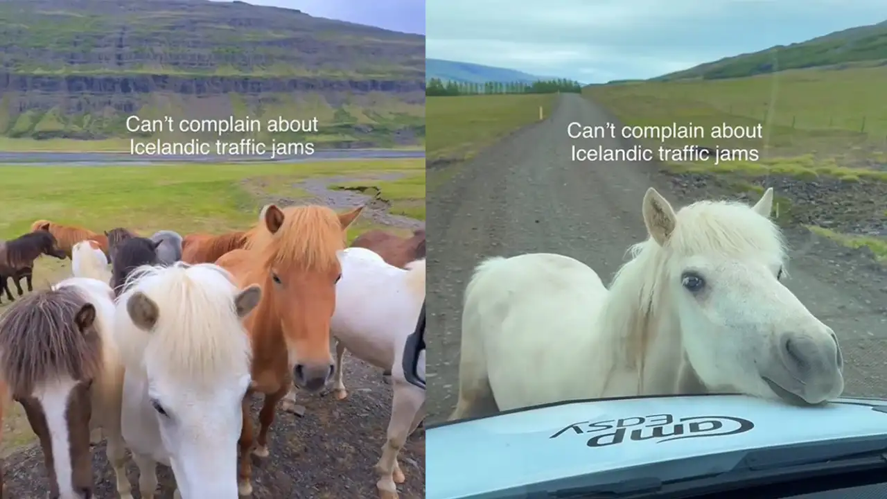 Исландские лошадки.