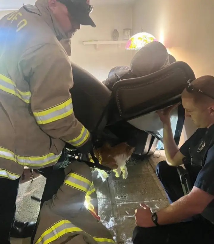 Кот застрял в кресле, пытаясь избежать визита к ветеринару. Кот застрял в кресле, пытаясь избежать визита к ветеринару.