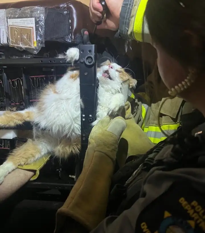 Тут он скорее всего понял, что лучше было бы к ветеринару. Тут он скорее всего понял, что лучше было бы к ветеринару.