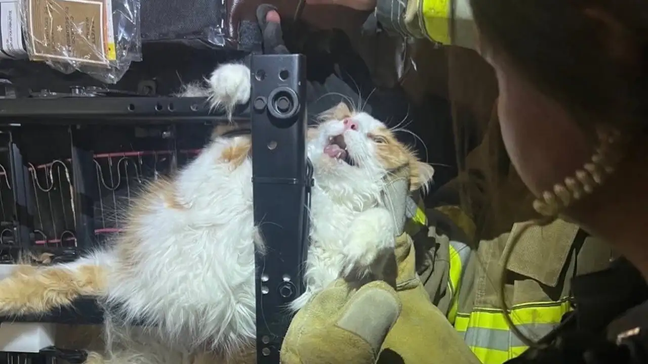 Кот, застрявший в кресле.