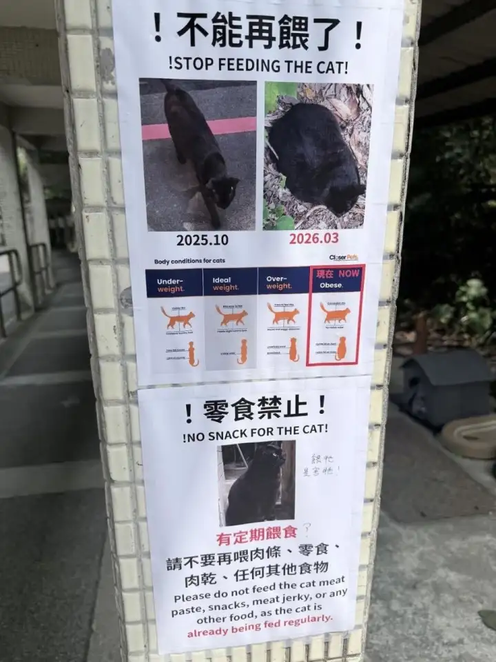 Листовки, призывающие больше не корить толстого кота. Листовки, призывающие больше не корить толстого кота.