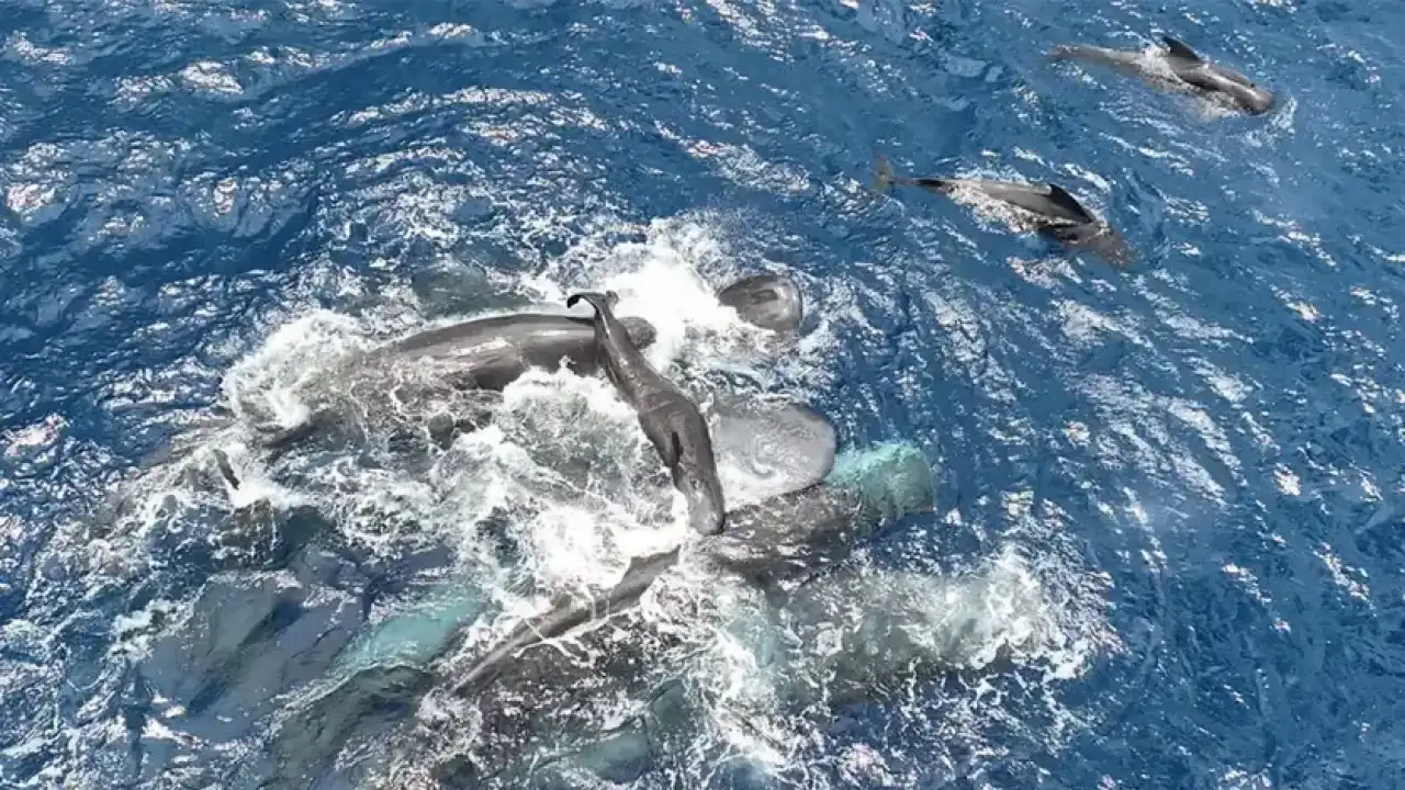 Стая кашалотов.