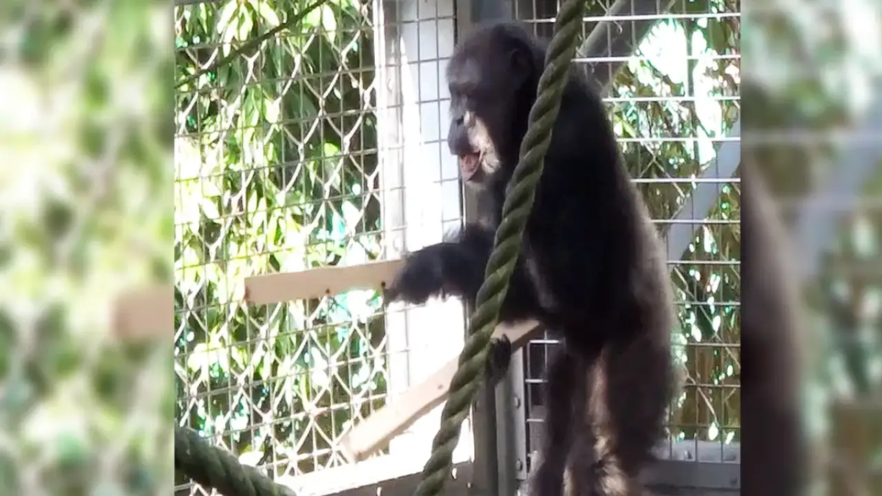 Шимпанзе Аюму.