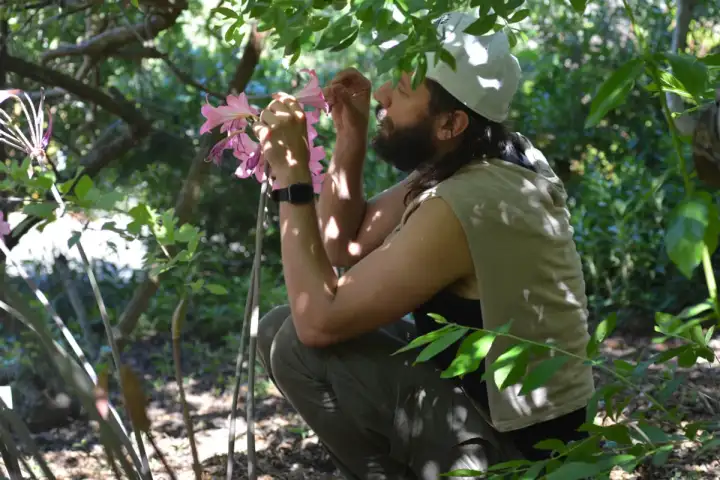 Аспирант использует капиллярную трубку для извлечения нектара из лилии.