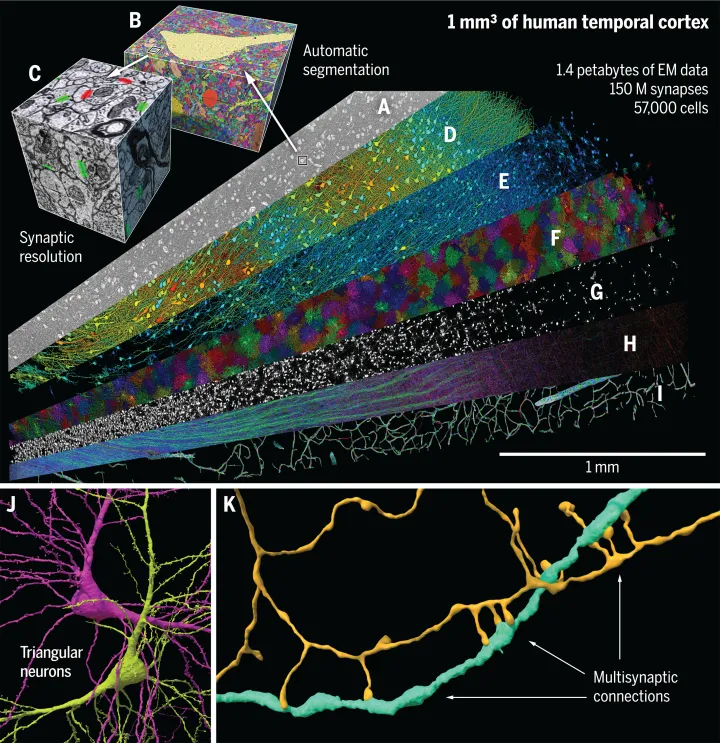 Полученный атлас головного мозга показал удивительные типы нейронов, неизвестные науке ранее.