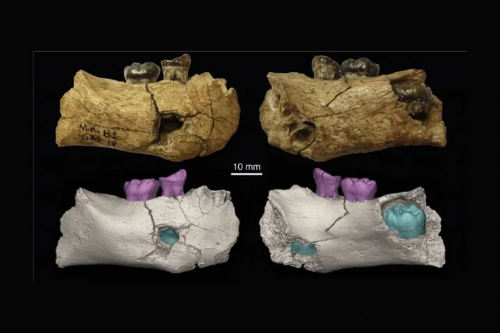 Фрагмент нижней челюсти ребёнка из региона Гарба IV.