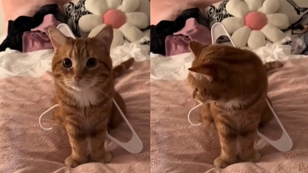 Кот, застрявший в вешалке.