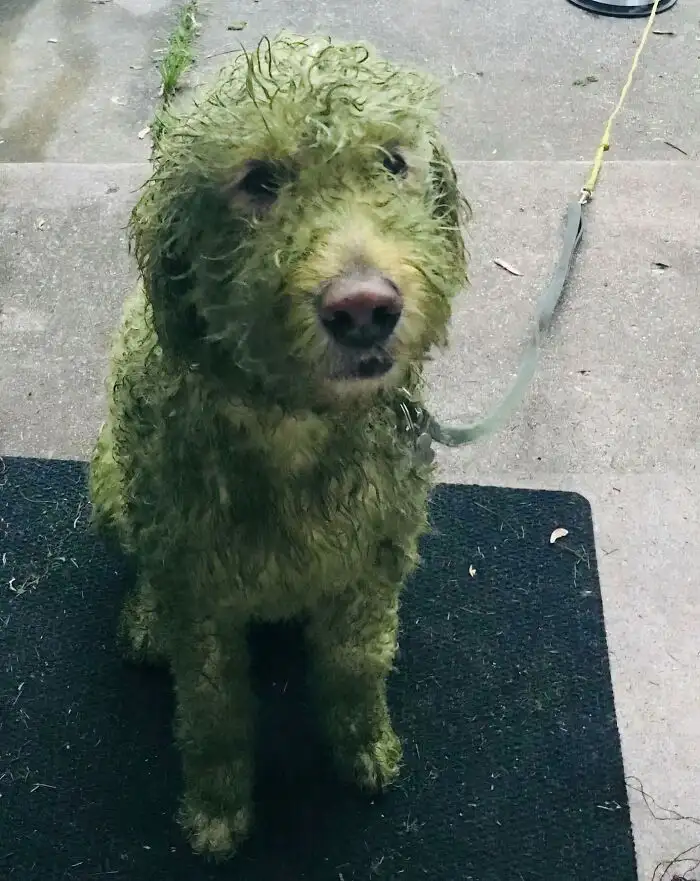 «Когда решила выпустить свою собаку на только что подстриженный газон».