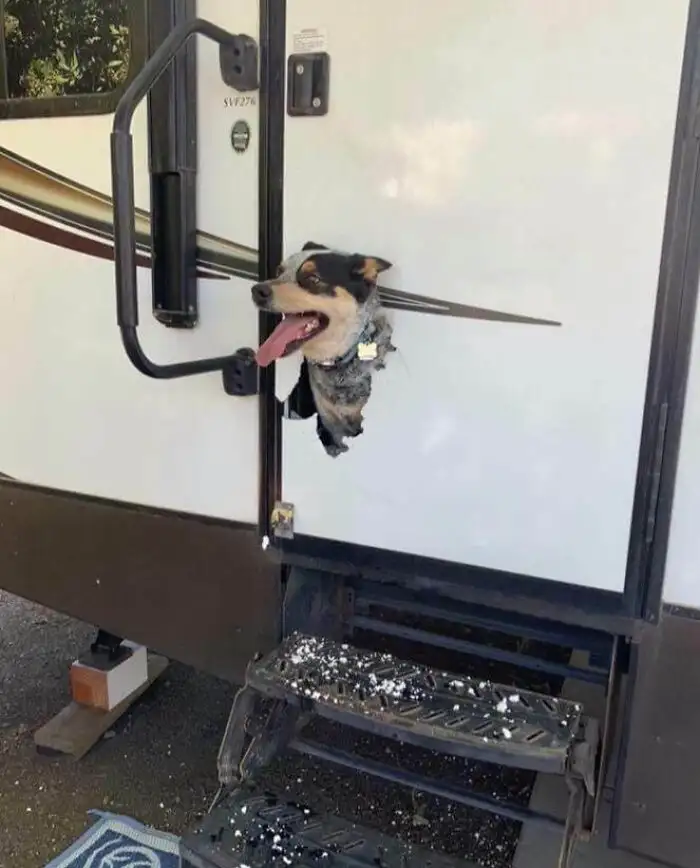 «Вот что может произойти, если запереть собаку в автофургоне».