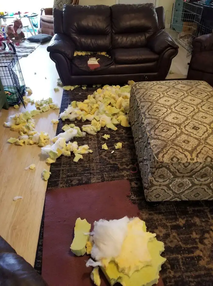 «Моя жена несколько раз напоминала мне посадить собаку в вольер, но я этого не сделал».