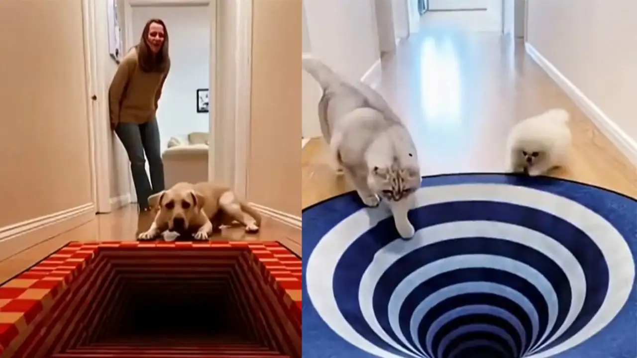 Реакция животных на 3D-ковер.