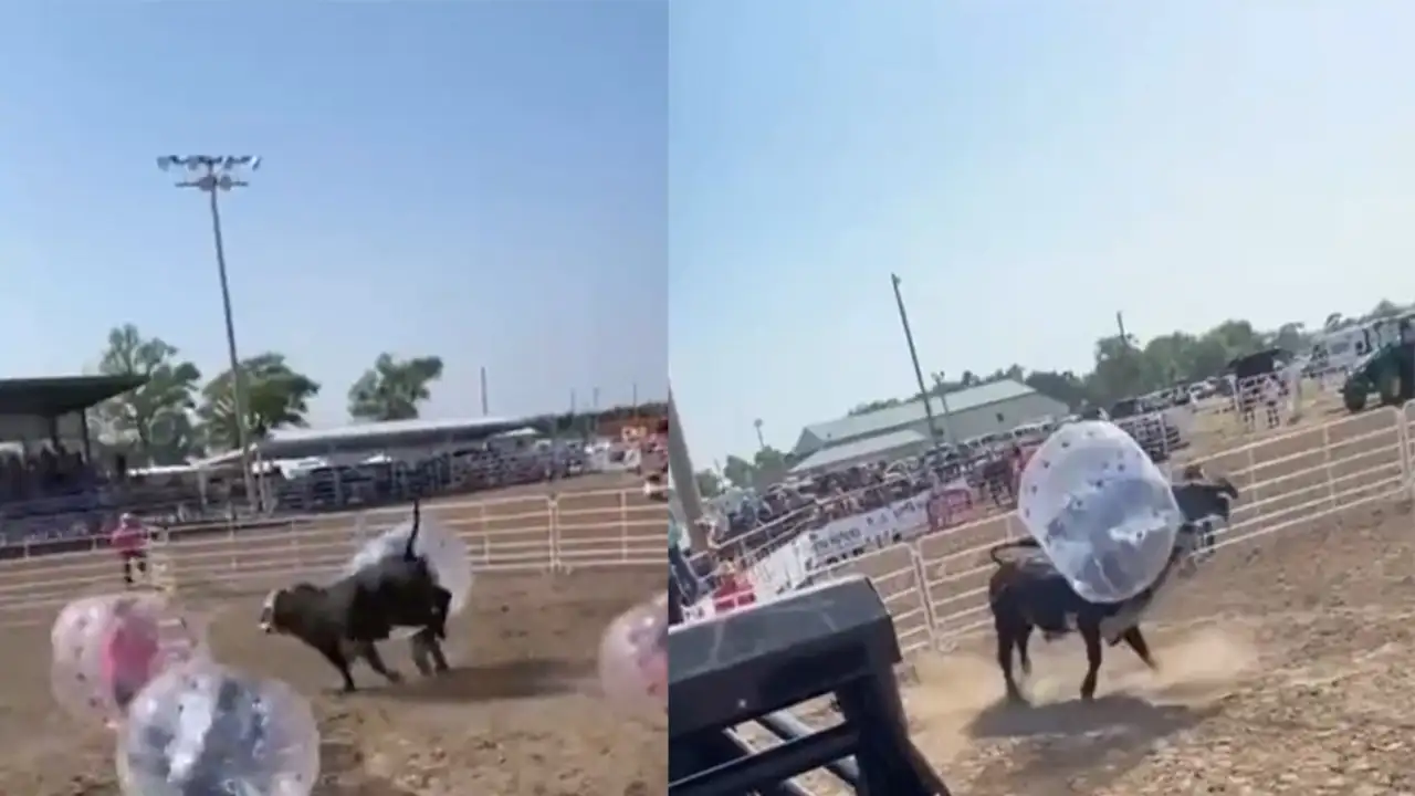 Футбол с быком.