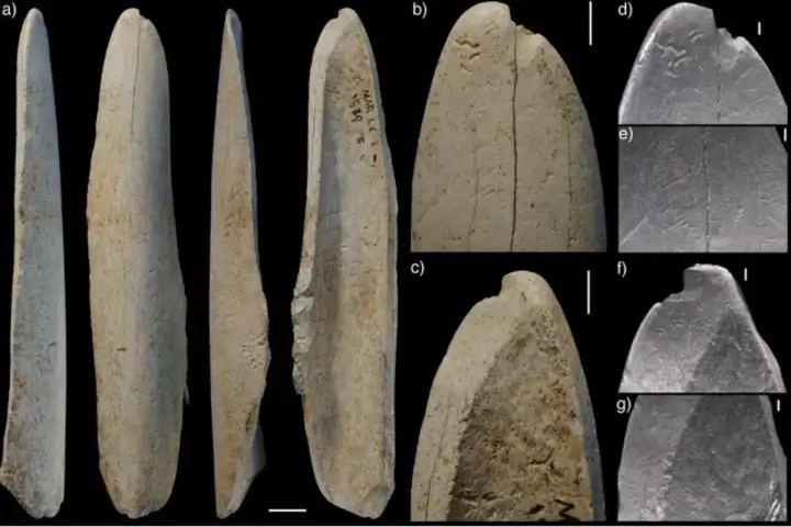 Отметины на костяном орудии позволяют предположить, что его использовали для снятия шкур с животных. Отметины на костяном орудии позволяют предположить, что его использовали для снятия шкур с животных.