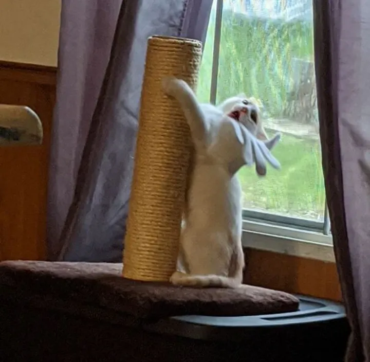 «Мой котенок украл перчатку, которую он нашел в другой комнате, затем попытался залезть на когтеточку и уронил ее».