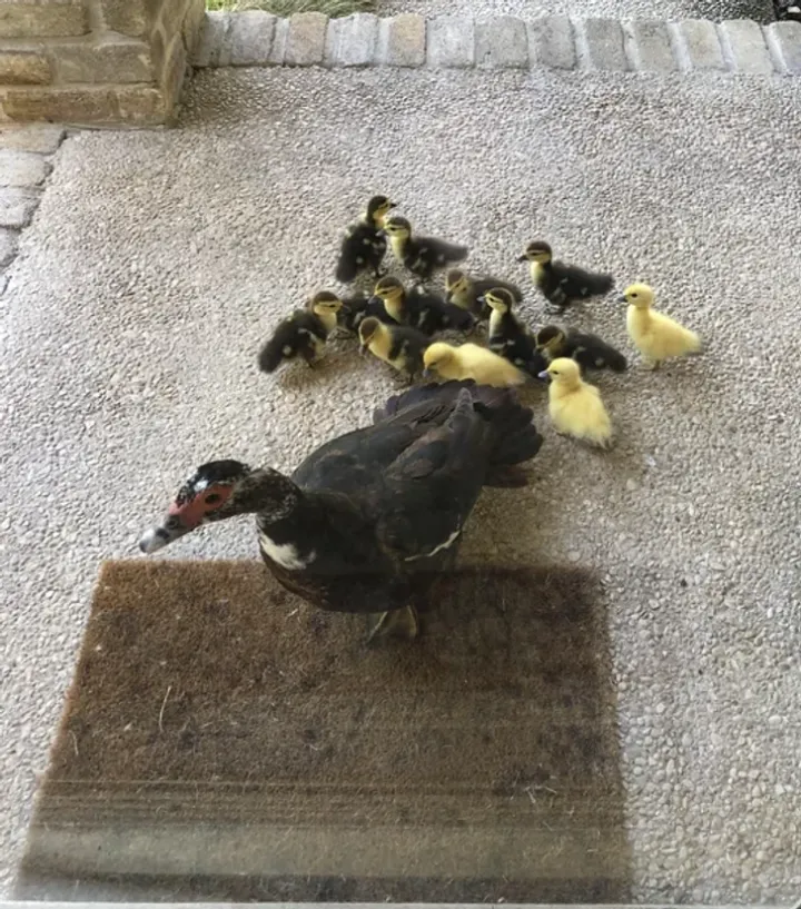 «Каждый год эта мама-утка приносит в мой дом своих детенышей, и я помогаю ей заботиться о них».