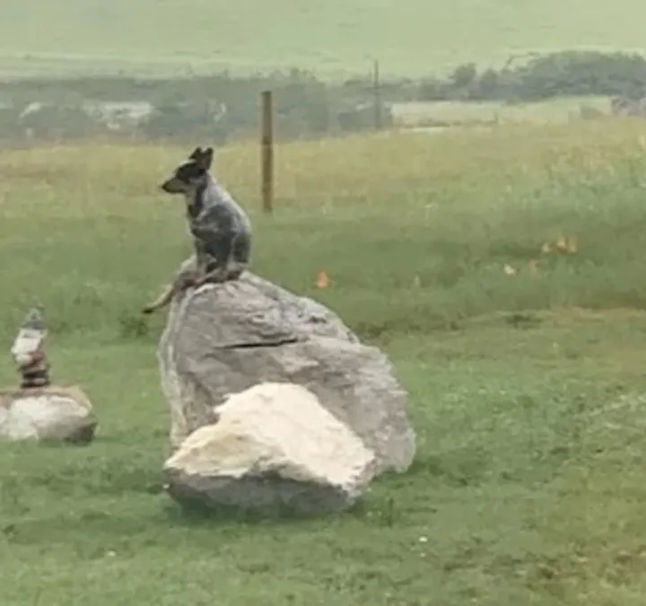 «Австралийский скотовод патрулирует двор».