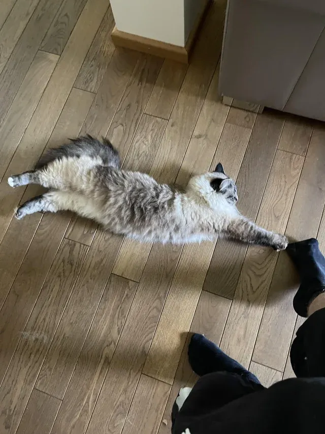 Типичные кошки. 