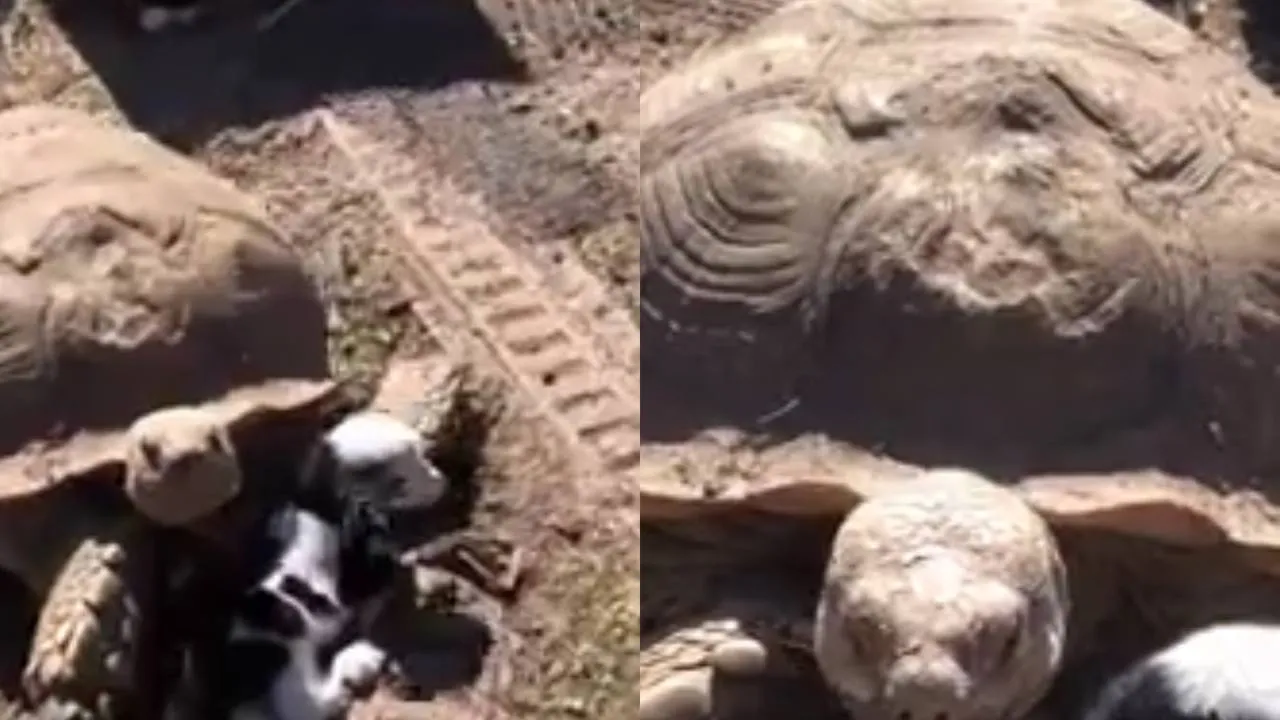 Козочка и черепаха.