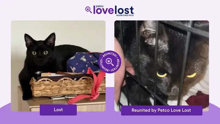 Найденный котик. Найденный котик.