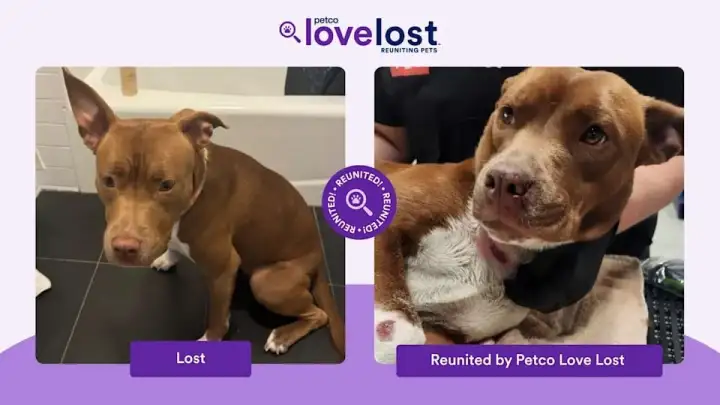 Найденный пёсик. Найденный пёсик.