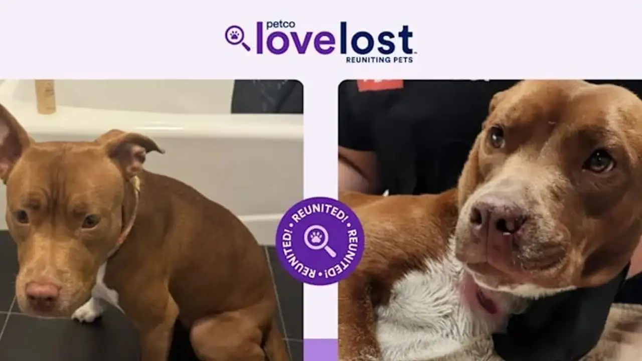 Постер с сайта с найденным пёсиком.